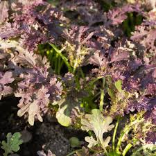 Frizzy Lizzy Mustard Greens