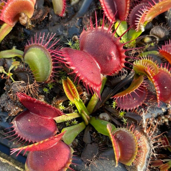 Giant Venus Flytrap plant