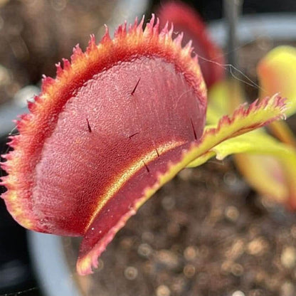 Sawtooth Venus Flytrap plant
