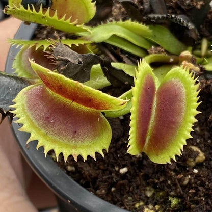 Sawtooth Venus Flytrap plant