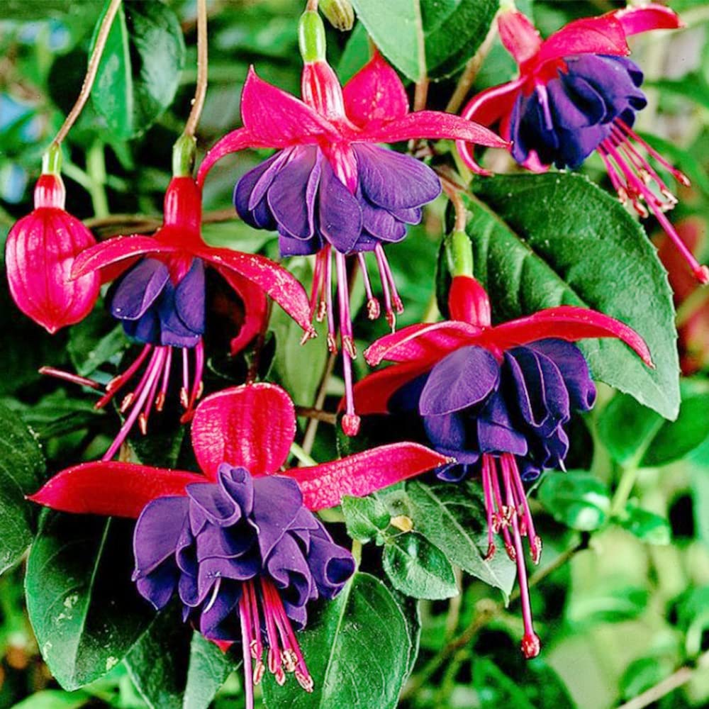 Red Violet flower seeds