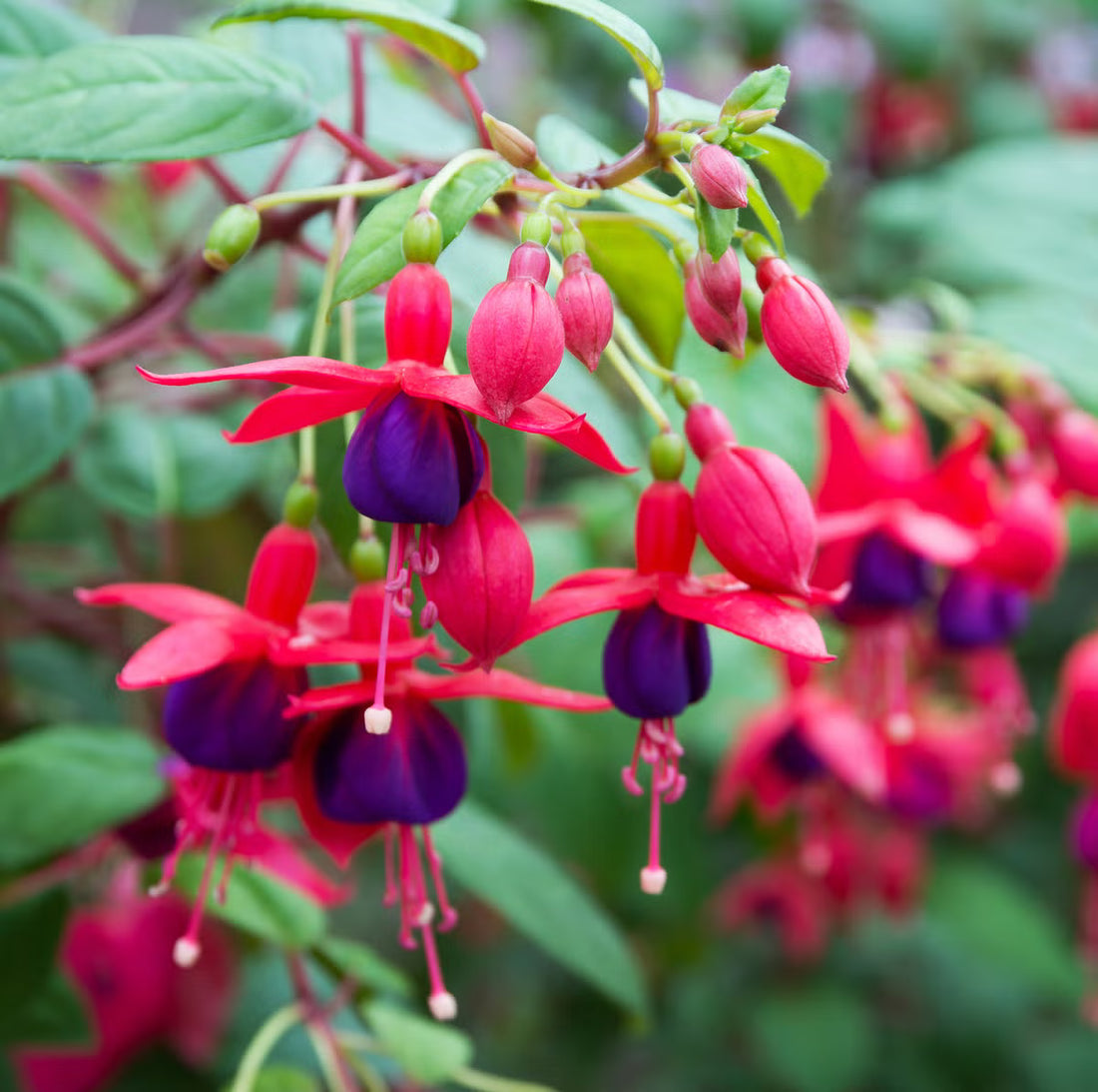 Fuchsia Perennial flower seeds