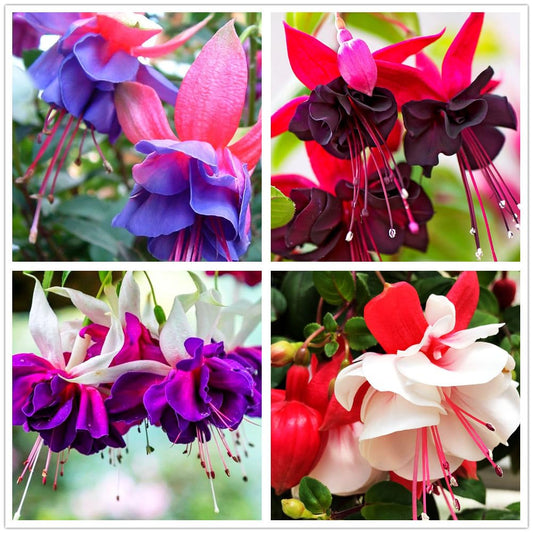 Fuchsia Plant with Green Foliage Growing in Garden