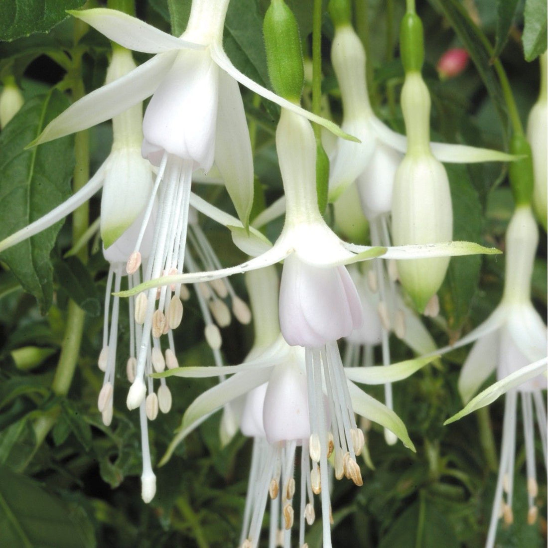 White Fuchsia flower seeds