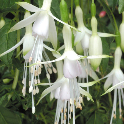 White Fuchsia flower seeds
