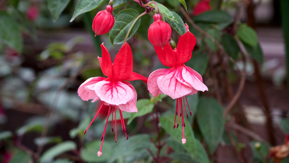 Red Double flower seeds