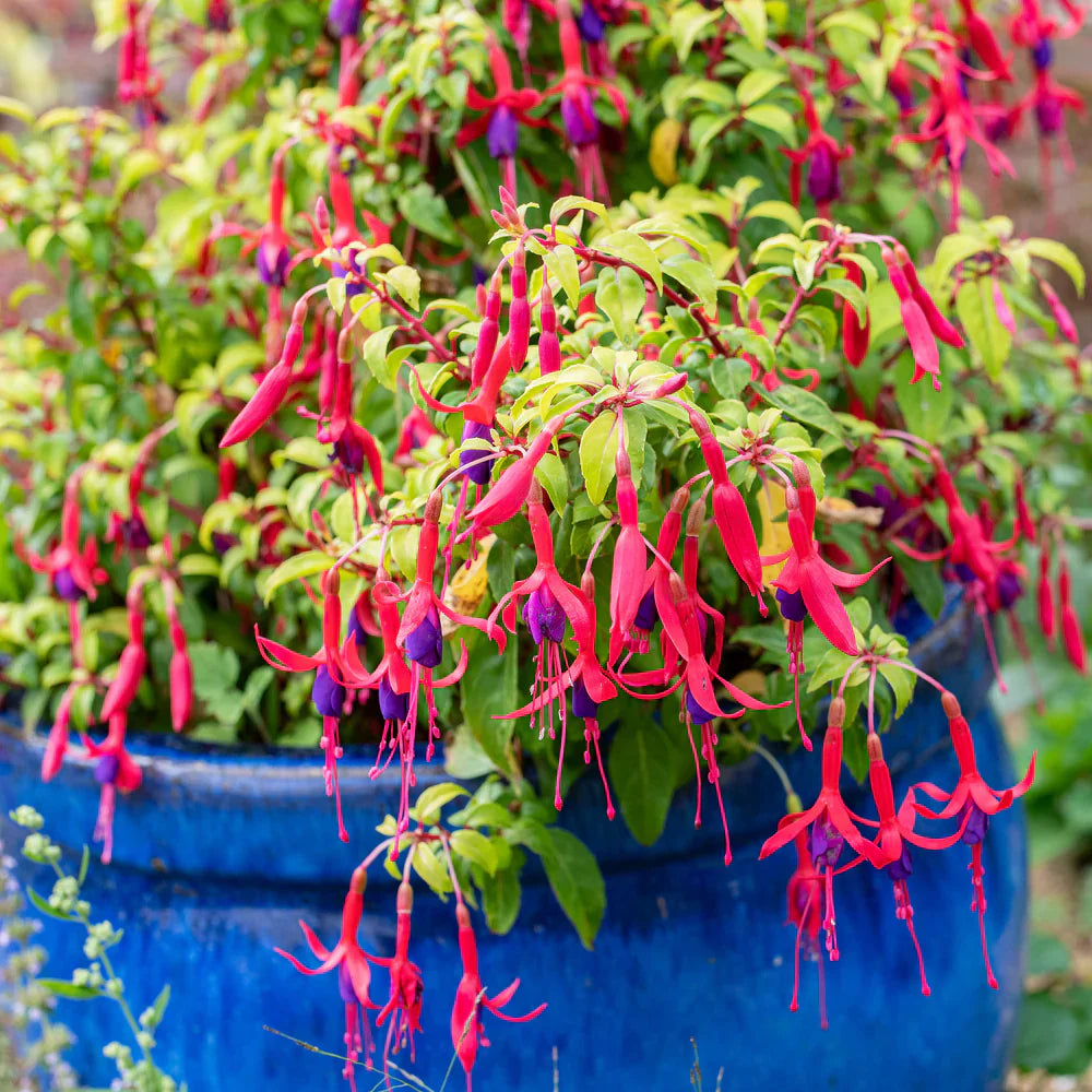 Fuchsia Hanging flower seeds