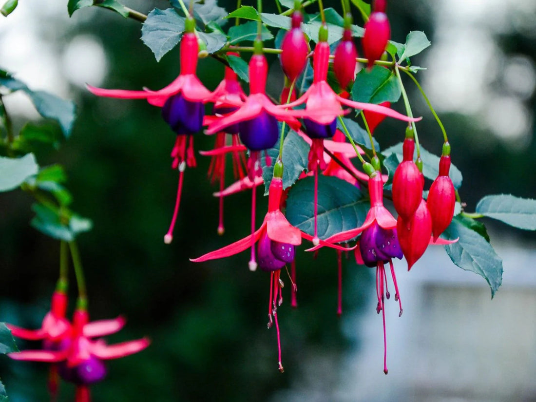Fuchsia Cooperi flower seeds
