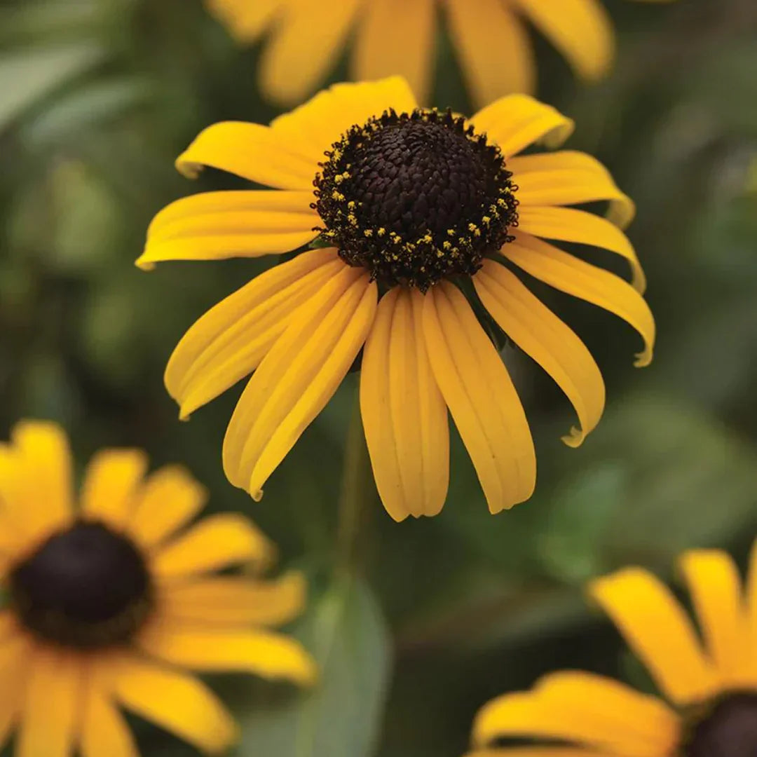 Yellow Fulgida flower seeds