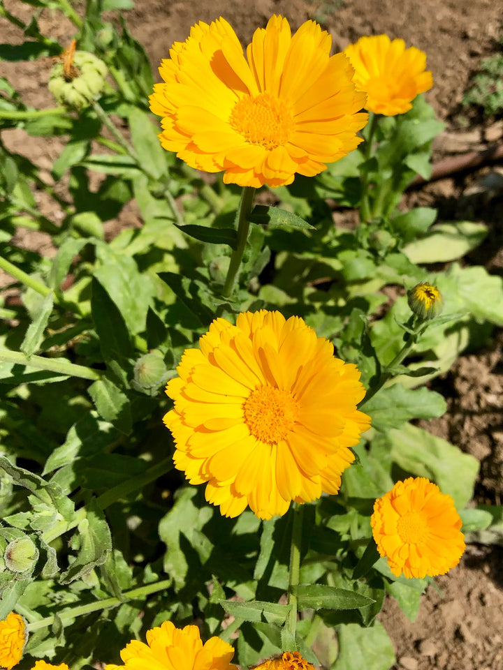 Resina Calendula flower seeds