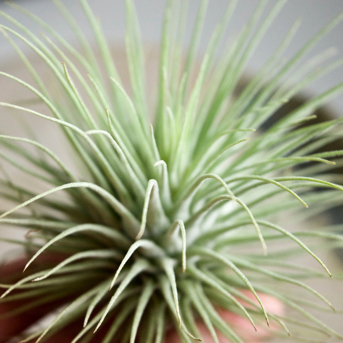 Tillandsia Fuchsii flower seeds