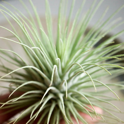 Tillandsia Fuchsii flower seeds