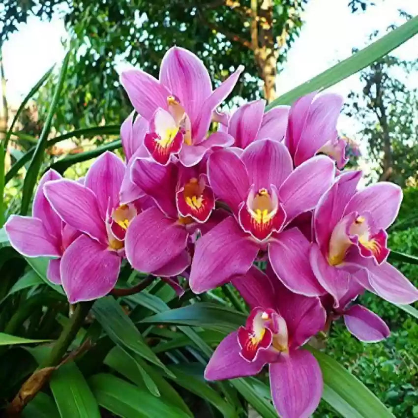 Pink Cymbidium flower seeds