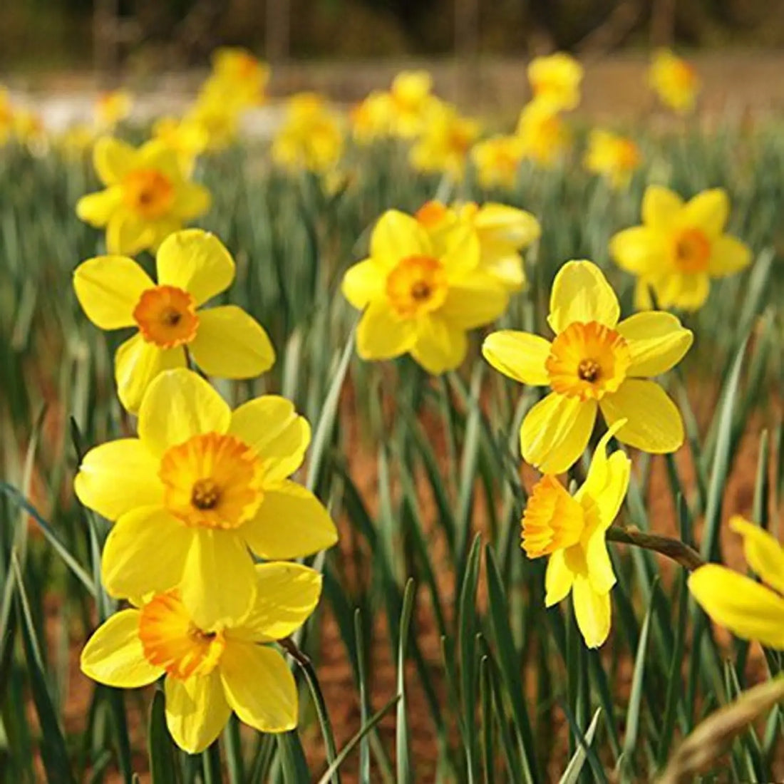 Light Yellow flower seeds