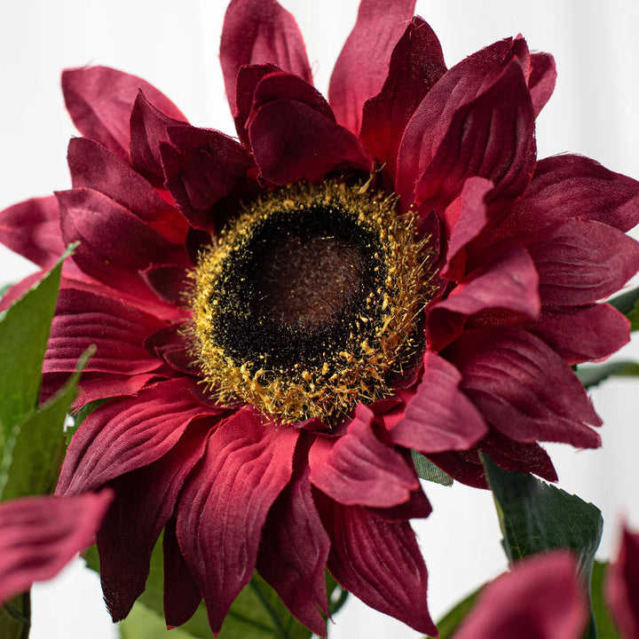 Maroon Sunflower flower seeds