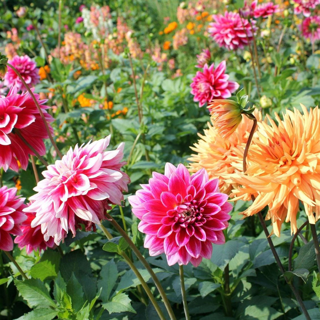 Dahlia flower seeds