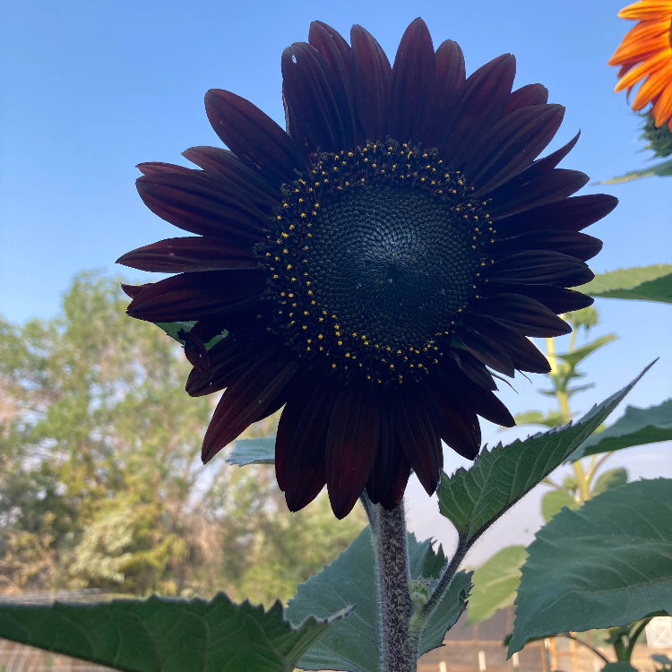 Black Sunflower plant