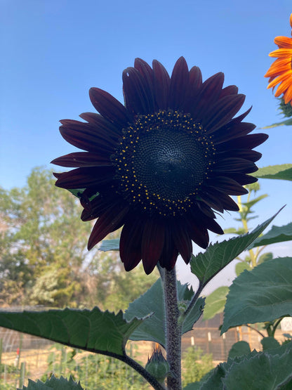 Black Sunflower Flower Seeds for Planting – Heirloom Non-GMO Garden Seeds