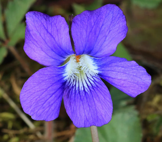 Blue Violet flower seeds