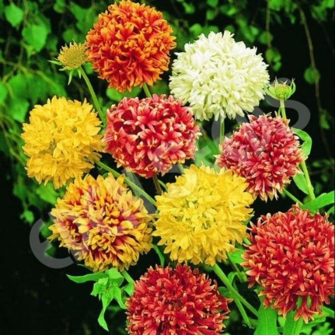 Gaillardia Lorenziana flower seeds
