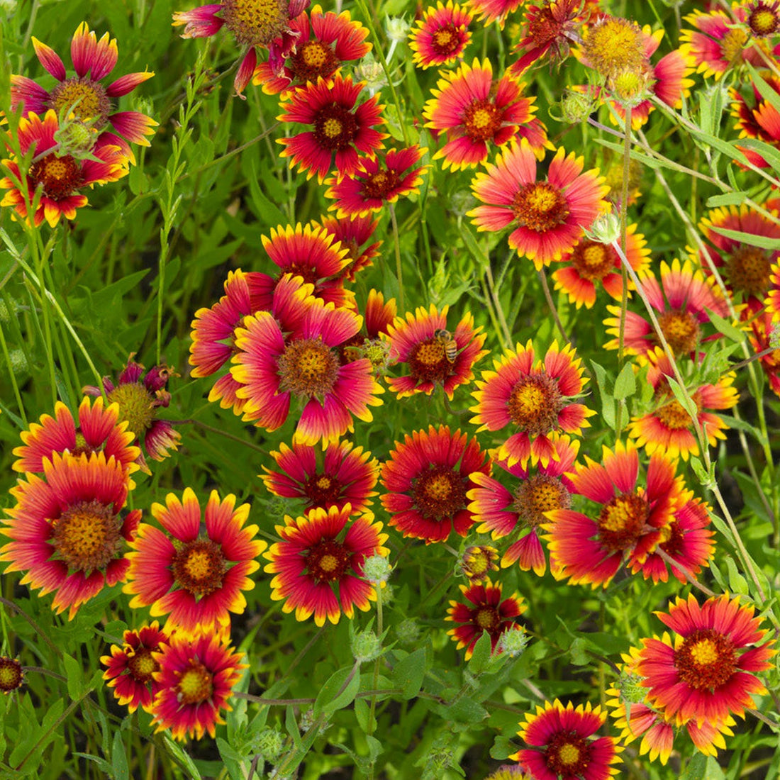 Gaillardia flower seeds