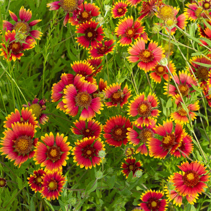 Gaillardia flower seeds