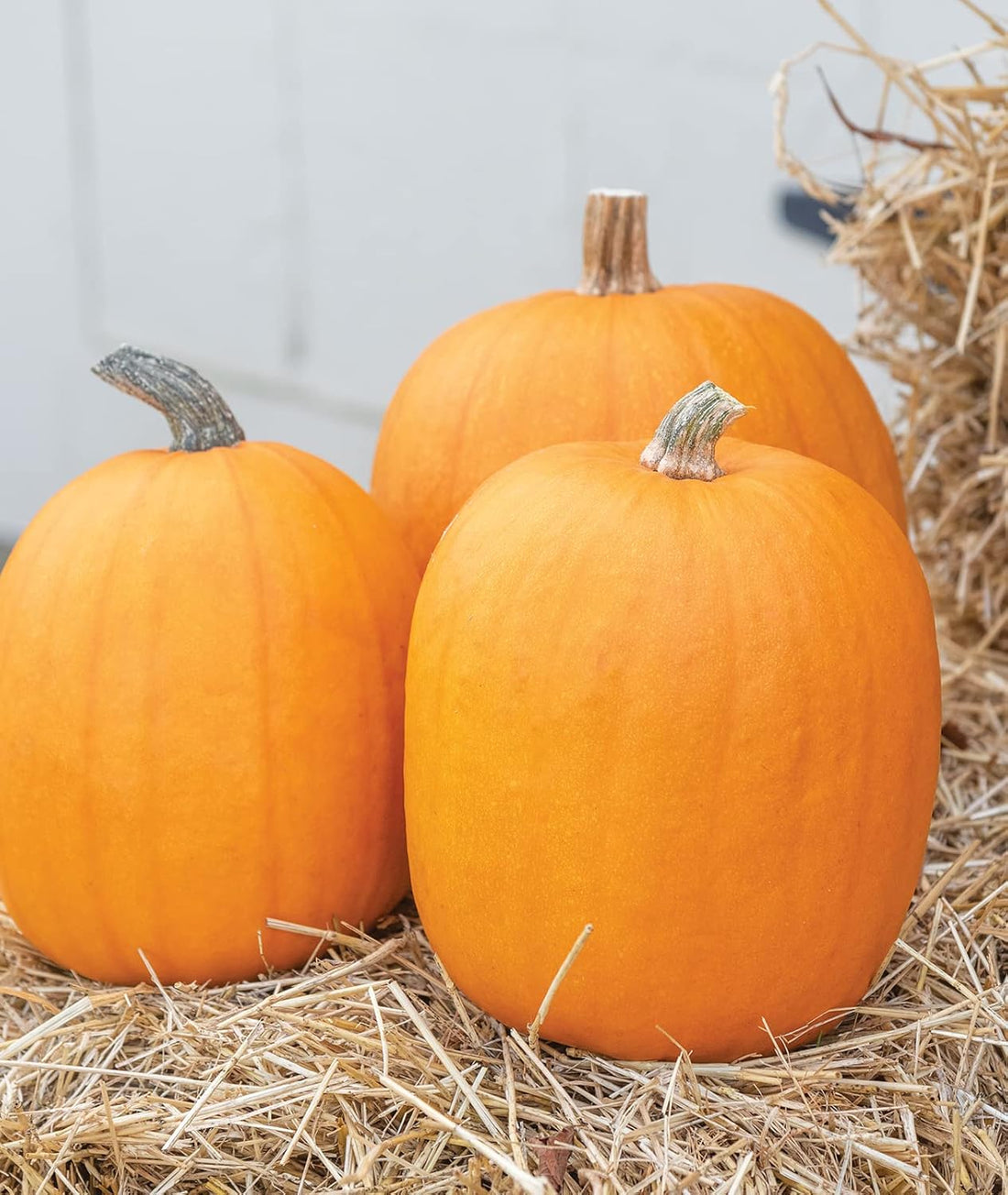 large pumpkin seeds