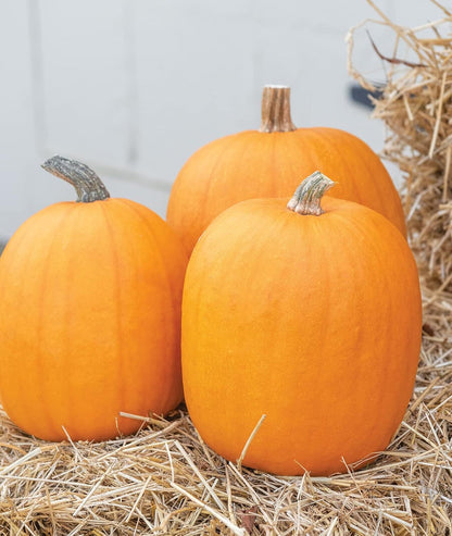 large pumpkin seeds