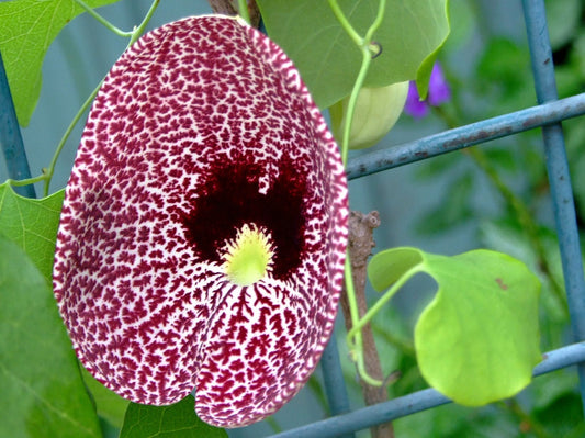 Aristolochia Elegans flower seeds
