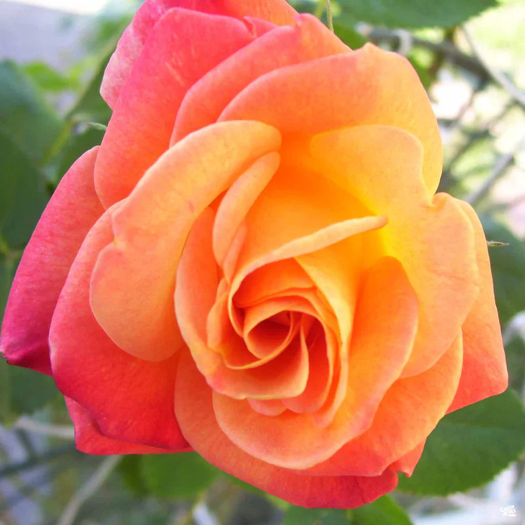 Climbing Rose flower seeds