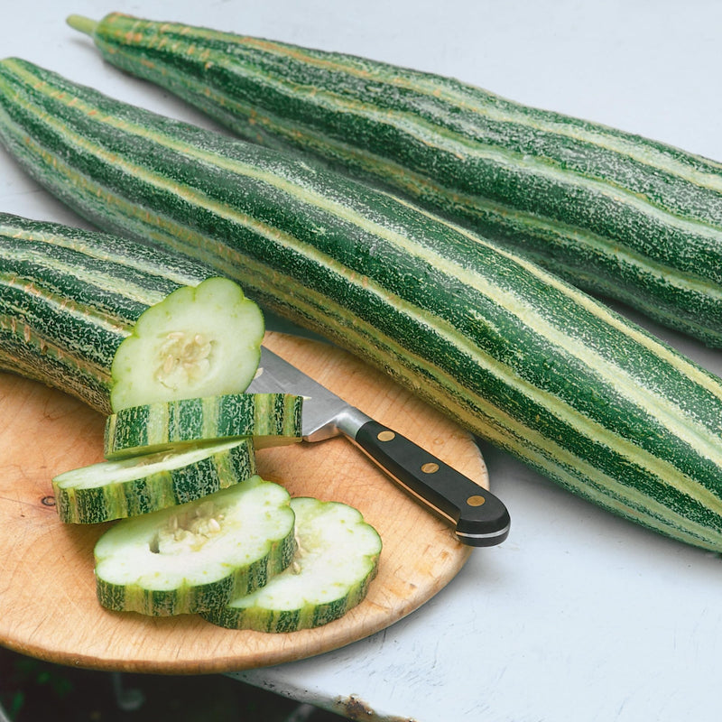 Striped Armenian Cucumber Vegetable Seeds for Planting – Heirloom Non-GMO Garden Seeds
