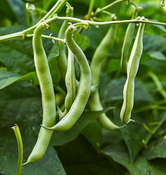 Bean Vegetable Seeds for Planting – Heirloom Non-GMO Garden Seeds