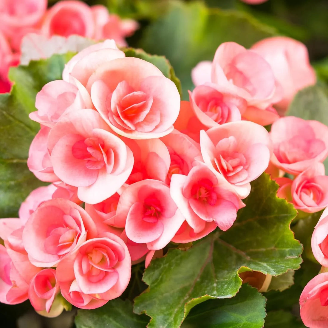 Rieger Begonia flower seeds