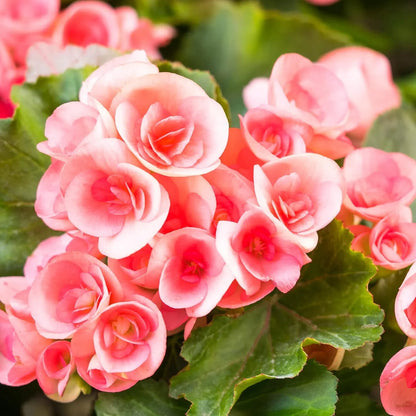 Rieger Begonia flower seeds