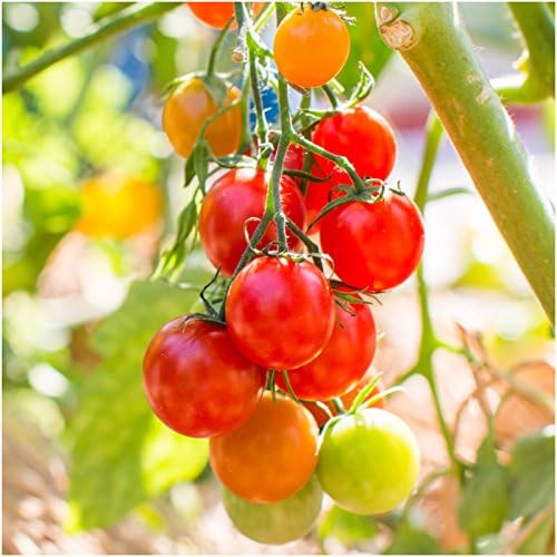 Cherry Tomato Seeds