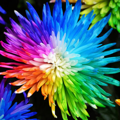 Chrysanthemum flower seeds