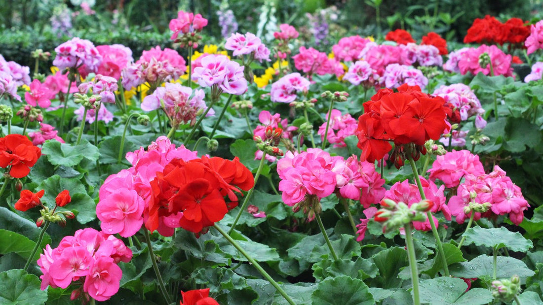Geranium Pelargonium flower seeds