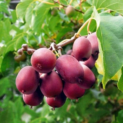 Red Heart Kiwi Fruit Seeds for Planting – Heirloom Non-GMO Garden Seeds
