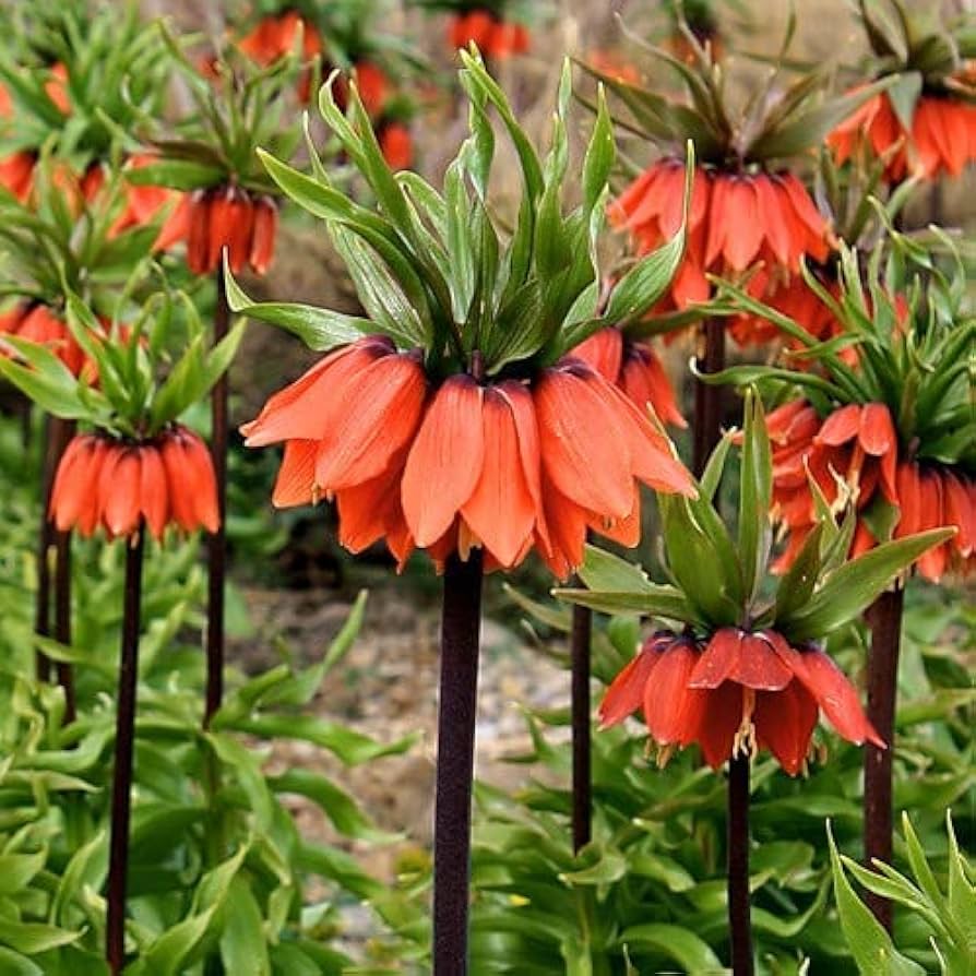 Imperial Crown flower seeds