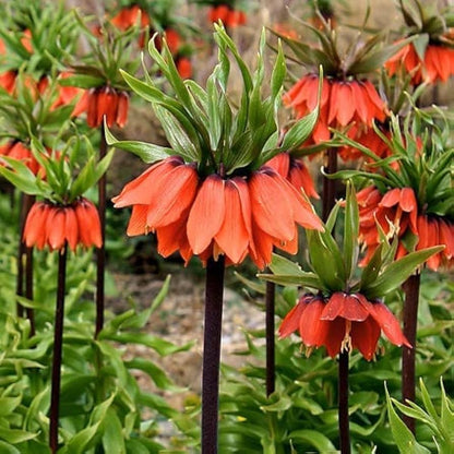 Imperial Crown flower seeds