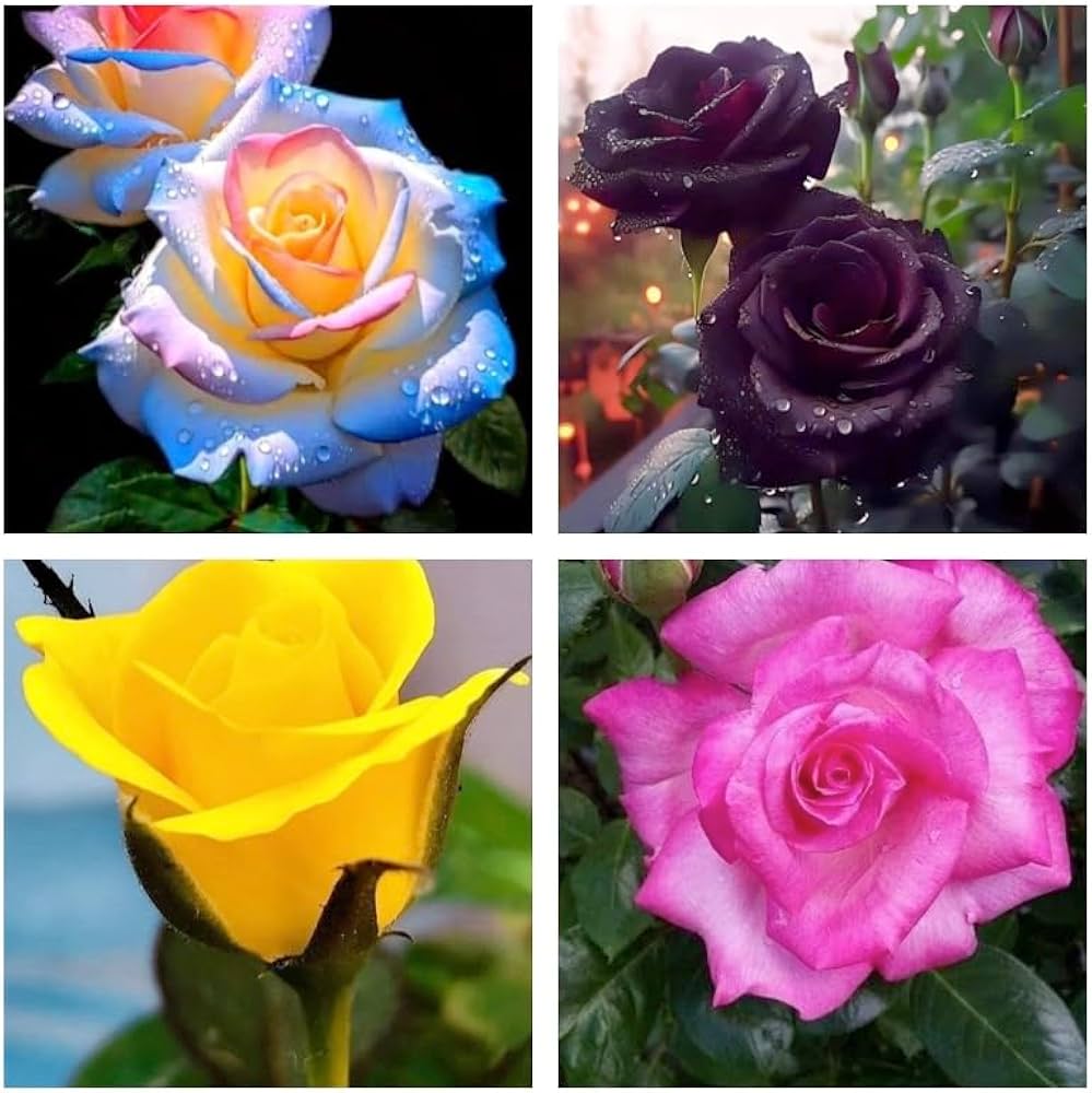 Color Rose flower seeds