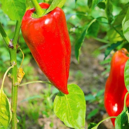 Leutschauer Paprika Pepper Vegetable Seeds for Planting – Heirloom Non-GMO Garden Seeds