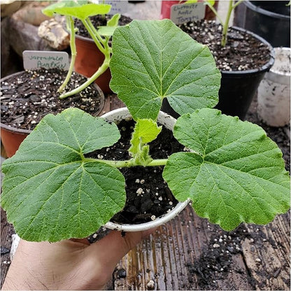 Pumpkin Seeds