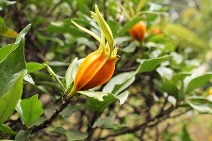 Gardenia jasminoides fruit seeds for planting with mature gardenia plant