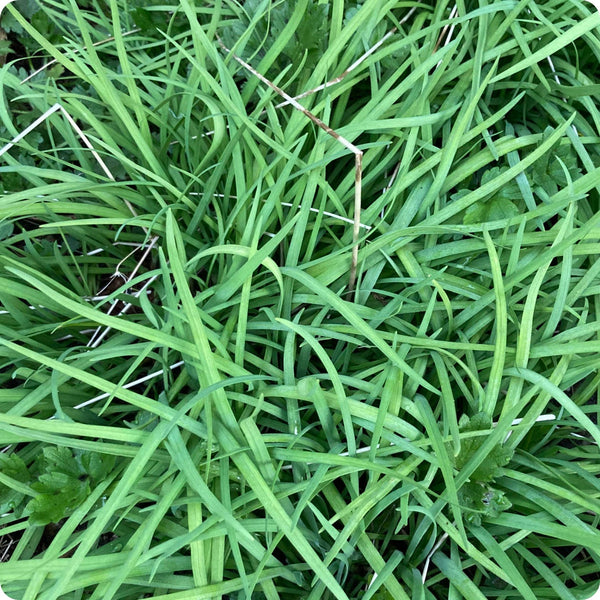 Garlic Chives Herb Seeds for Planting – Heirloom Non-GMO Garden Seeds