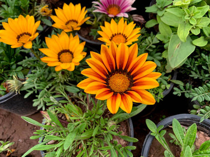 Red Orange Gazania Flower Seeds for Planting with vibrant daisy-like garden blooms