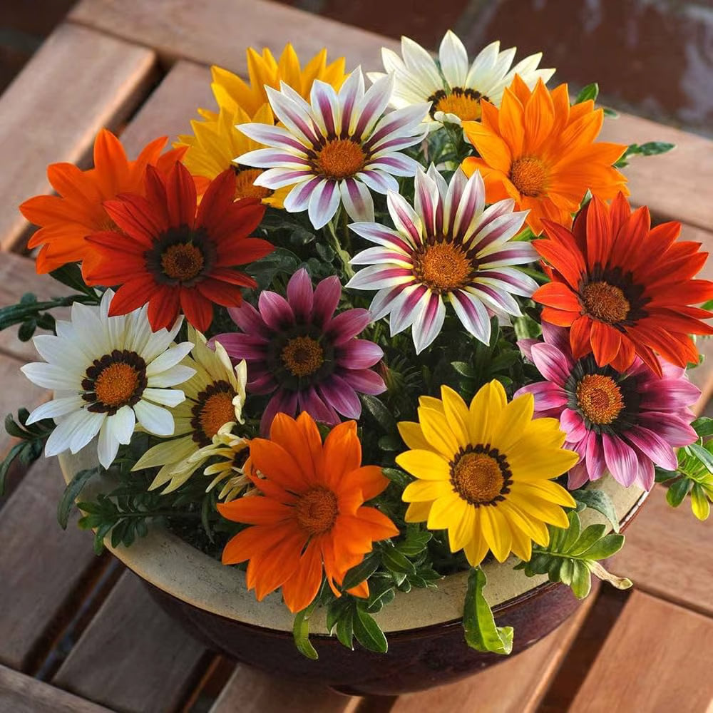 Gazania flower seeds