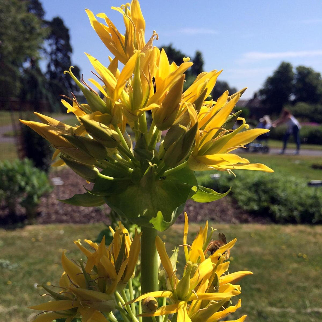 Yellow Gentian flower seeds