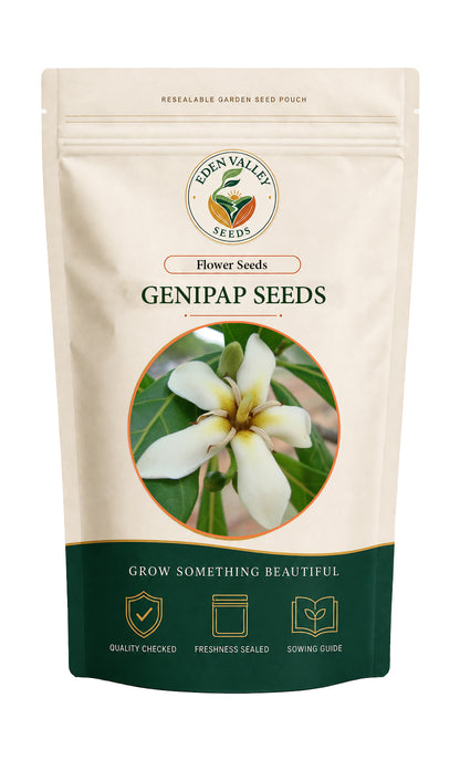 Genipap Little Leaf Seeds showing their natural appearance for garden planting