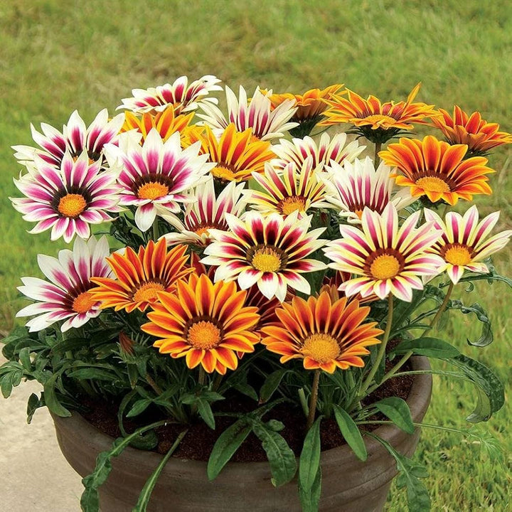 Genipap Littleleaf Flower Seeds for Planting – Tropical Genipap Tree